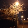 夜桜