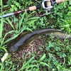 ナマズ釣り 7月のナマズ釣果報告