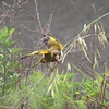 鳥見休みの番外編　カワラヒラの動きを