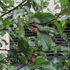 今週の三田・里山キャンパス（242）：ヒメリンゴ
