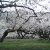 早朝の越生梅林（3月14日）