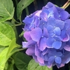 ムクゲが咲き出しました、アジサイは終わりかなー　Rose of Sharon has started to bloom, I wonder if hydrangea is over