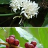 アカネ科の花１　　the coffee family（コーヒー科），the madder family（アカネ科），the bedstraw family（ベッドストロー科）：アカネ科の英語一般名です．アカネ科学名はプリニウスが，セイヨウアカネの名前として用いたRubiaに由来していて，英語一般名としてはthe coffee familyがよく用いられていているようです．madder はセイヨウアカネ：英米人になじみがないのでは？日本人は「あかね色」を良く知っています．