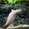 デンキナマズ Malapterurus sp.
