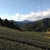 冬の茶畑と初夏の茶畑