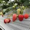 完熟いちご🍓狩り情報　５月１６日(日)開園日です‼️💕🍀