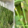 鎌倉日朝様（本覚寺），おんめさま（大巧寺）の7月下旬の花たち／トクサを詠んだ短歌（再掲）　本覚寺の百日紅は満開直前．栴檀の青い実は大きくなってきています．おんめ様で見ることができた花はムクゲ，ハナトラノオ，ボタンクサギ，ユウスゲ（キスゲ），オミナエシ，ハス．　　竪（たて）川の流れ溢れて君が庵の庭の木賊に水は越えずや　正岡子規　　白き猫庭の木賊の日たむろに眼はほそめつつまだ現（うつつ）なり　北原白秋