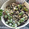 🌵多肉植物   斑入りグリーンネックレス🌵