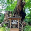 願いが叶う・不老長寿のパワースポット♪静岡県熱海市の来宮神社さんの御神木(阿豆佐和気神社の大クス)