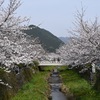 一の坂川満開の春