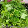 【お出かけついでに薬草採集】