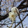 ♪葛西臨海公園の梅の花　(第一弾）♪