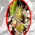 家庭菜園のみょうが収穫記