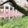 高輪の日本庭園で河津桜