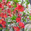 ボケの花