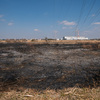 生き物観察に通ってる稲城北緑地公園前の多摩川河川敷が焼けてしまった…