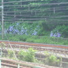 紫陽花の小径 （飛鳥山公園の線路際）