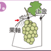 失敗しない ぶどう袋 選び！