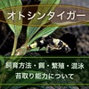 オトシンタイガーの飼育方法！餌や繁殖・混泳・苔取り能力について