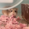 ジルちゃんが虹の橋を渡って