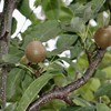 「佐久の季節便り」、「賢治ゆかり・石鳥谷のやまなし」・果実が熟し…。