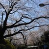 小田原・桜の名所