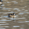 Ring-necked duck