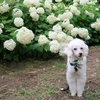 【犬連れ日帰りドライブ】【北茨城あじさいの森】【五浦岬公園】茨城県 北茨城市