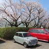 栄緑道_桜（埼玉県新座市）