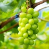 シャインマスカットの糖度アップ術