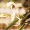 フウラン、風蘭、富貴蘭、Vanda falcata