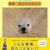 期待して放送を待つ12/24「こんにちは！動物の赤ちゃん２０１６」（ＮＨＫ総合）～白浜の良浜（ラウヒン）・結浜（ユイヒン）親娘も登場