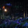 京都新聞写真コンテスト　三室戸寺の紫陽花のライトアップへ出掛けて来ました。