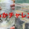 「簡単な仕掛けで小魚狙い」