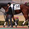 短期放牧を挟んで１２日に帰厩済。次走は来月１４日の新潟・ダ１８００ｍ（牝馬）を予定しています。☆フライングバレル