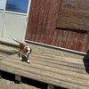老犬ホームあん｜新人さん ロイ^^