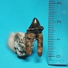 鰭脚類の歯