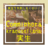 【失敗しない実生の5つのコツ】Commiphora kraeuseliana  コミフォラ クラウセリアナ 実生