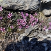 トロルトゥンガで見つけたお花たち