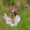 2024.3.31　都市公園で野鳥を.....6選