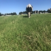 放牧はじめました
