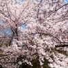 道の駅ゆうひパーク浜田とゆうひ公園に咲いていた桜です ②