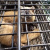 犯人はイタチでした。