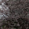 桜雨…花冷え🌸