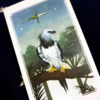 『感情に流されず、被害者にならず』今週のメッセージ 2/3 - 2/9