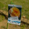 洞峰公園のバラの種類（１９）バラの種類ver1.5(6/12)～つくば市とその周辺の風景写真案内（１２９１） 