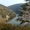 ２０１１桜咲く