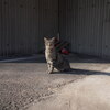 野良猫(15)(その3)