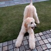  犬未経験者が飼育する大型犬：アフガンハウンドとの暮らし
