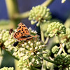 ヤツデの花にいたキアゲハ